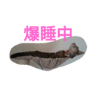 癒してくれる仲間たち（個別スタンプ：8）