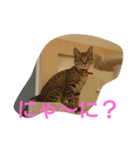 癒してくれる仲間たち（個別スタンプ：13）