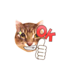 MaineCoon's Rauque 5（個別スタンプ：1）