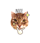 MaineCoon's Rauque 5（個別スタンプ：2）