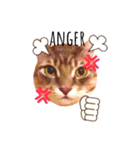 MaineCoon's Rauque 5（個別スタンプ：3）