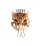 MaineCoon's Rauque 5（個別スタンプ：4）