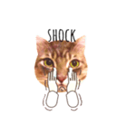 MaineCoon's Rauque 5（個別スタンプ：5）