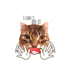 MaineCoon's Rauque 5（個別スタンプ：6）