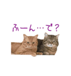 unashisha02（個別スタンプ：3）