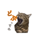 unashisha02（個別スタンプ：7）
