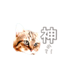 unashisha02（個別スタンプ：9）