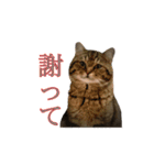 unashisha02（個別スタンプ：11）