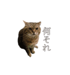 unashisha02（個別スタンプ：12）