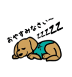 ラブラドールのブレッド（個別スタンプ：21）