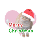 クリスマスとパーティと誕生日の猫写真（個別スタンプ：1）
