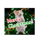 クリスマスとパーティと誕生日の猫写真（個別スタンプ：2）