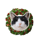 クリスマスとパーティと誕生日の猫写真（個別スタンプ：3）