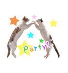 クリスマスとパーティと誕生日の猫写真（個別スタンプ：5）