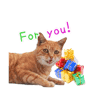 クリスマスとパーティと誕生日の猫写真（個別スタンプ：6）