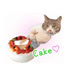 クリスマスとパーティと誕生日の猫写真（個別スタンプ：7）