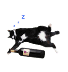 クリスマスとパーティと誕生日の猫写真（個別スタンプ：8）