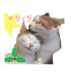 猫の写真スタンプ クリスマス＆お正月編（個別スタンプ：1）