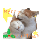 猫の写真スタンプ クリスマス＆お正月編（個別スタンプ：2）