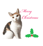 猫の写真スタンプ クリスマス＆お正月編（個別スタンプ：3）