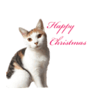猫の写真スタンプ クリスマス＆お正月編（個別スタンプ：4）
