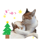 猫の写真スタンプ クリスマス＆お正月編（個別スタンプ：5）