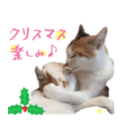 猫の写真スタンプ クリスマス＆お正月編（個別スタンプ：6）
