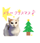猫の写真スタンプ クリスマス＆お正月編（個別スタンプ：9）