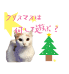 猫の写真スタンプ クリスマス＆お正月編（個別スタンプ：10）