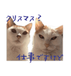 猫の写真スタンプ クリスマス＆お正月編（個別スタンプ：11）