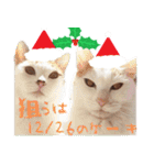 猫の写真スタンプ クリスマス＆お正月編（個別スタンプ：12）