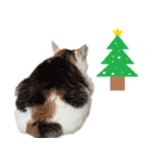猫の写真スタンプ クリスマス＆お正月編（個別スタンプ：13）
