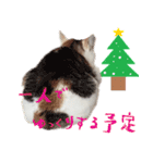猫の写真スタンプ クリスマス＆お正月編（個別スタンプ：14）