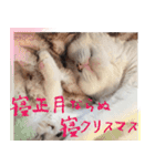 猫の写真スタンプ クリスマス＆お正月編（個別スタンプ：15）