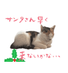 猫の写真スタンプ クリスマス＆お正月編（個別スタンプ：17）