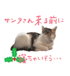 猫の写真スタンプ クリスマス＆お正月編（個別スタンプ：18）