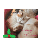猫の写真スタンプ クリスマス＆お正月編（個別スタンプ：19）