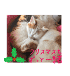 猫の写真スタンプ クリスマス＆お正月編（個別スタンプ：20）