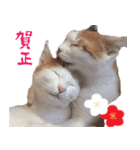 猫の写真スタンプ クリスマス＆お正月編（個別スタンプ：21）