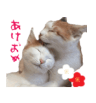 猫の写真スタンプ クリスマス＆お正月編（個別スタンプ：22）