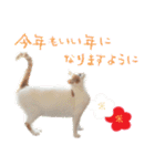 猫の写真スタンプ クリスマス＆お正月編（個別スタンプ：25）