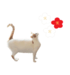 猫の写真スタンプ クリスマス＆お正月編（個別スタンプ：26）