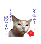 猫の写真スタンプ クリスマス＆お正月編（個別スタンプ：27）