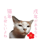 猫の写真スタンプ クリスマス＆お正月編（個別スタンプ：28）