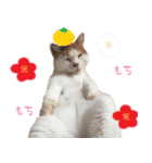 猫の写真スタンプ クリスマス＆お正月編（個別スタンプ：29）