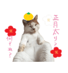 猫の写真スタンプ クリスマス＆お正月編（個別スタンプ：30）
