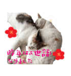 猫の写真スタンプ クリスマス＆お正月編（個別スタンプ：31）