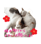 猫の写真スタンプ クリスマス＆お正月編（個別スタンプ：32）