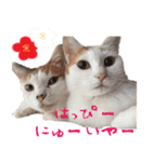 猫の写真スタンプ クリスマス＆お正月編（個別スタンプ：33）