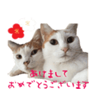 猫の写真スタンプ クリスマス＆お正月編（個別スタンプ：34）